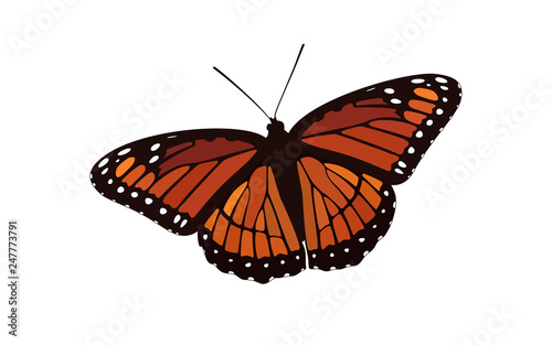 Orange Winged Butterfly Vector - Monarch Digital Design