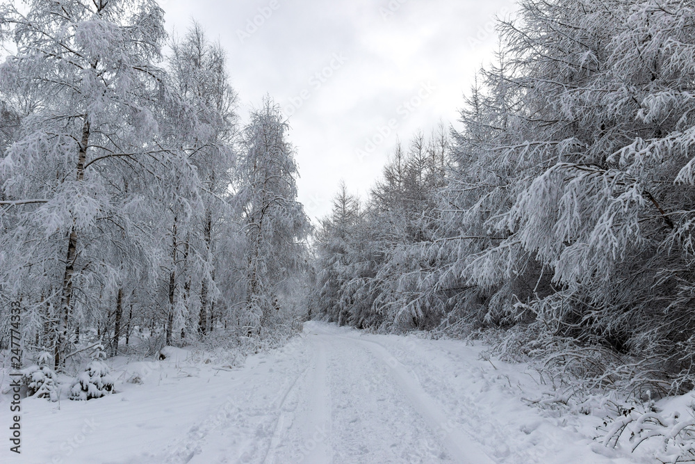 Obraz premium Road through forest covered in white snow