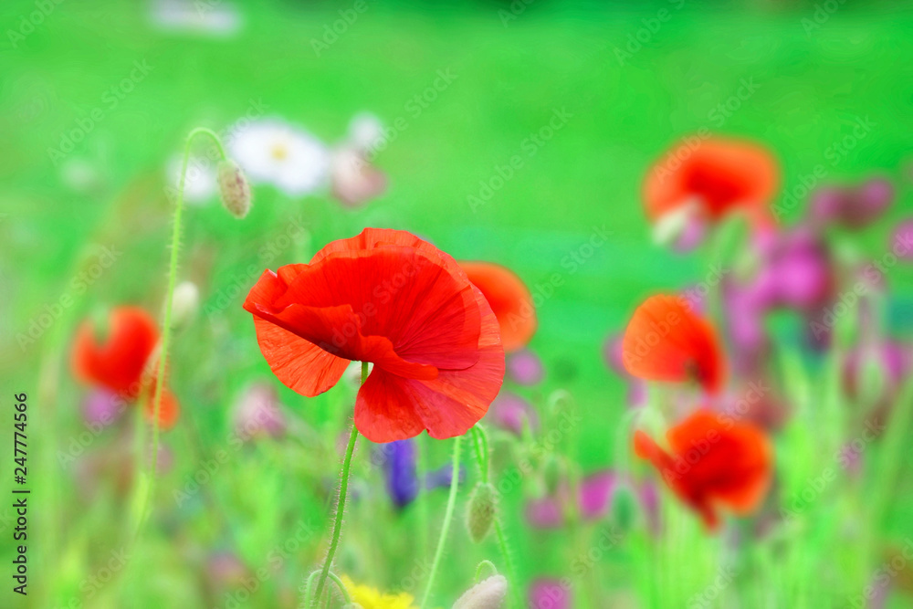 Naklejka premium Poppy.