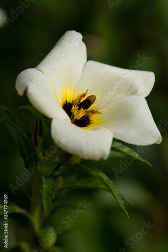 Flor jardim abelha
