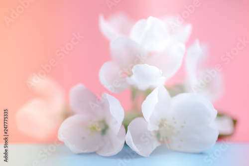 Fototapeta Naklejka Na Ścianę i Meble -  Apple blossoms over blurred color background