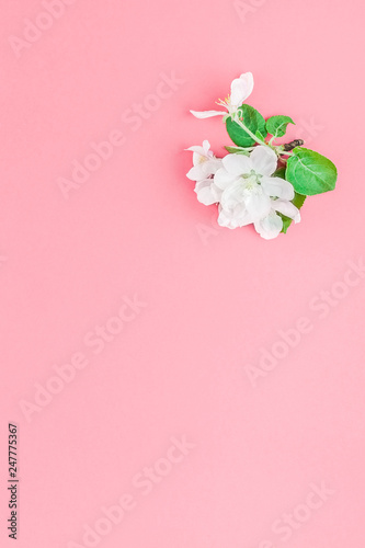 White spring apple tree blooming brunch © dvoevnore
