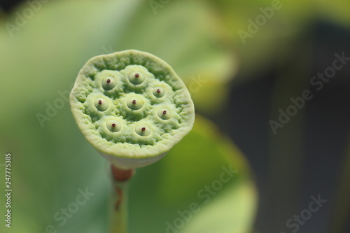 lotus root green in the pond