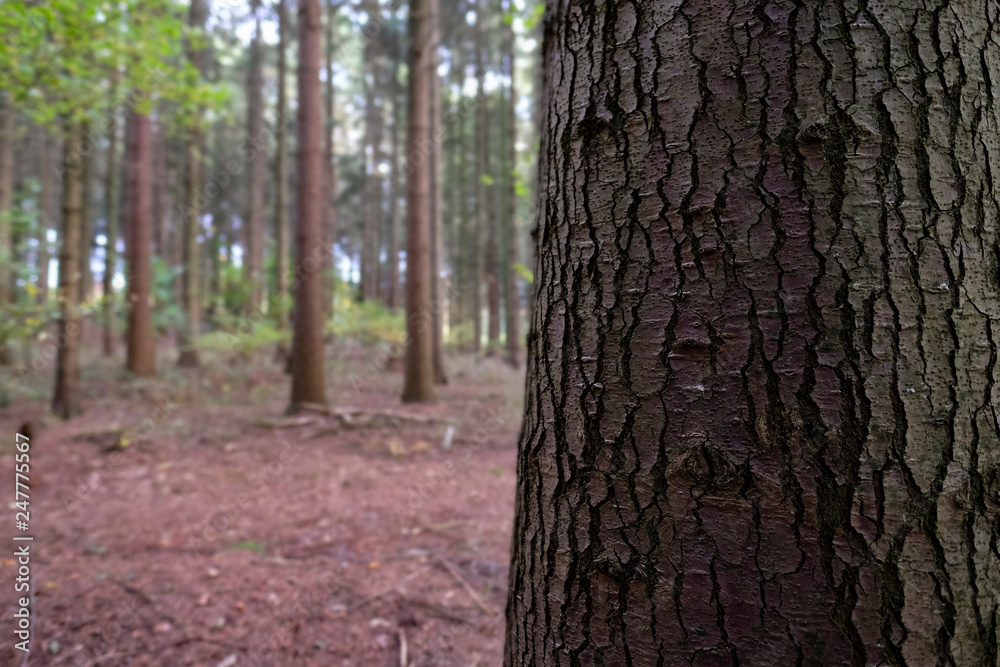 Baumstamm in einer Detailaufnahme - im Hintergrund ein Mischwald