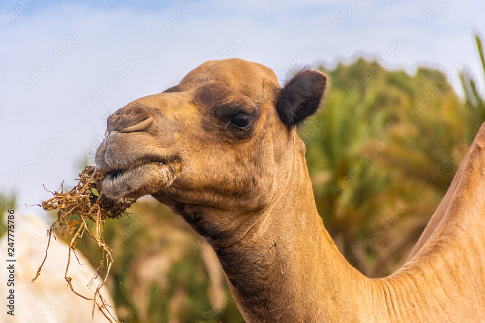 Fototapeta premium Camels eating hay in the camp of Sahara Desert, Merzouga, Morocco