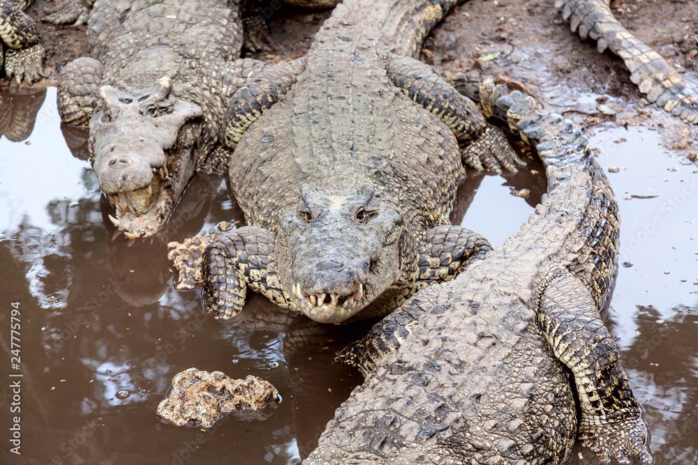 Obraz premium Many crocodiles at the farm in Cuba.