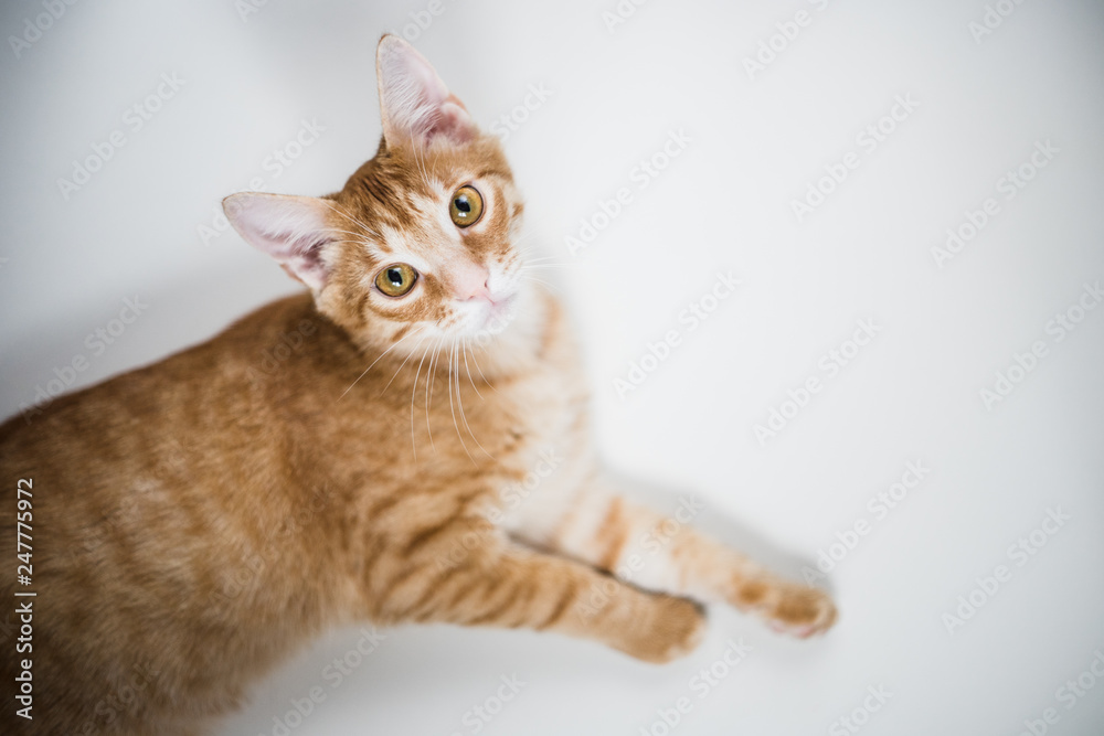 ginger kitten laying and looking isolated on a white background