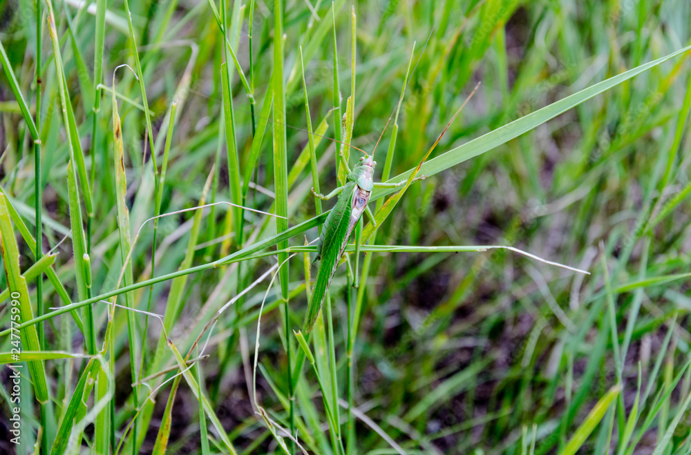 green locust sits in the green grass