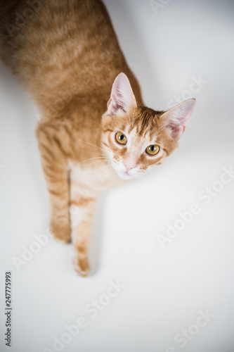 ginger kitten laying and looking isolated on a white background
