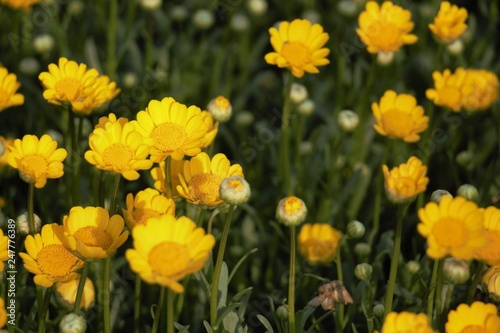 yellow flowers in the garden background 