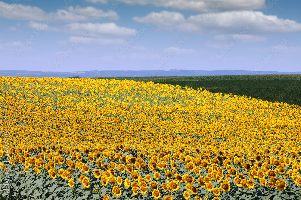 Sunflower field in summer landscape agriculture