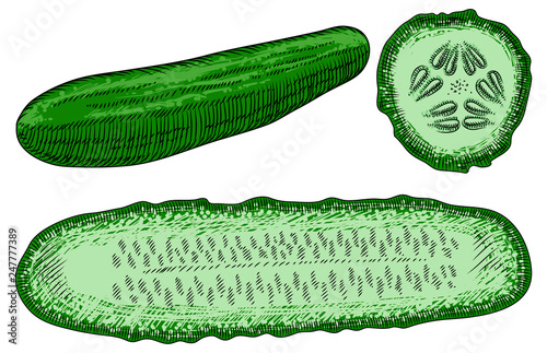 Green cucumber whole and sliced on a white background. Detailed drawing by hand.