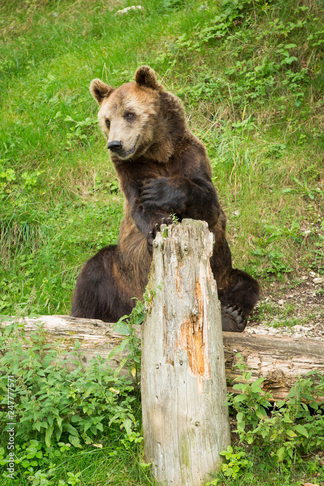 Obraz premium Male Brown Bear Sitting in Green Nature Reserve in Summer