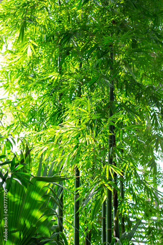 bamboo trees and leaves
