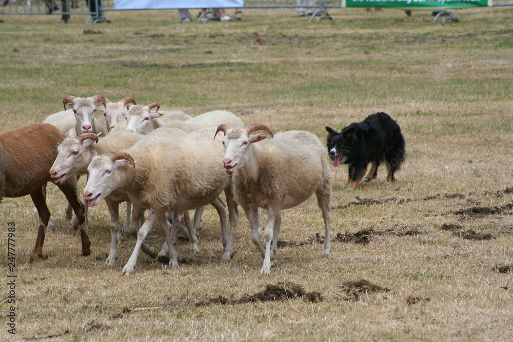 Obraz premium Schäfer