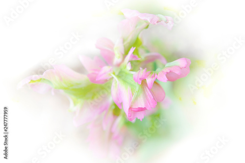 Parrot tulip macro blurred on white background  soft pink and green tones