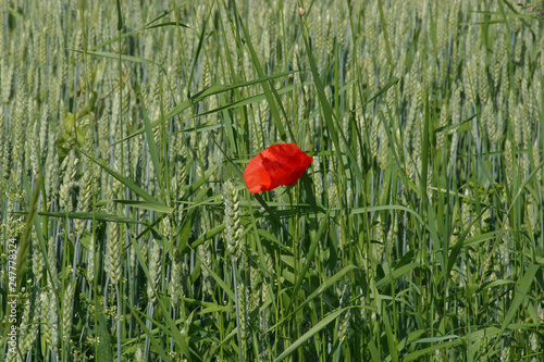 Poppy flower and green field, Slavonia, Croatia