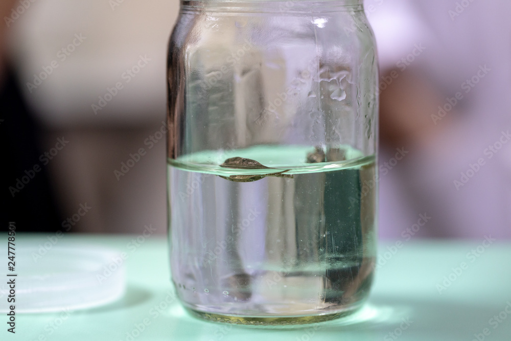 Plant tissue culture techniques in laboratory. Plant tissue culture techniques in laboratory.