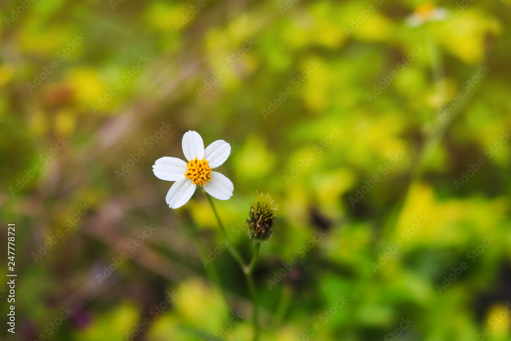 Obraz premium Flower