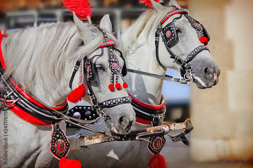 a pair of white horses in harness closeup a pair of white horses in harness closeup