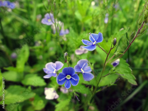 blue flowers on background of green grass