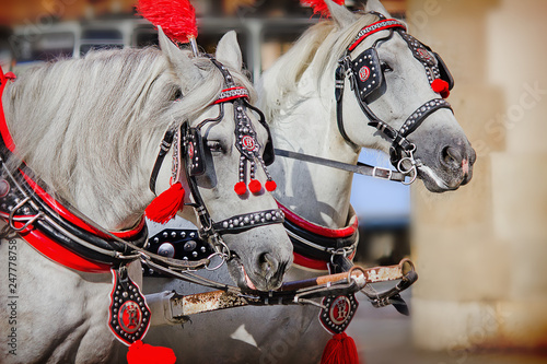 a pair of white horses in harness closeup