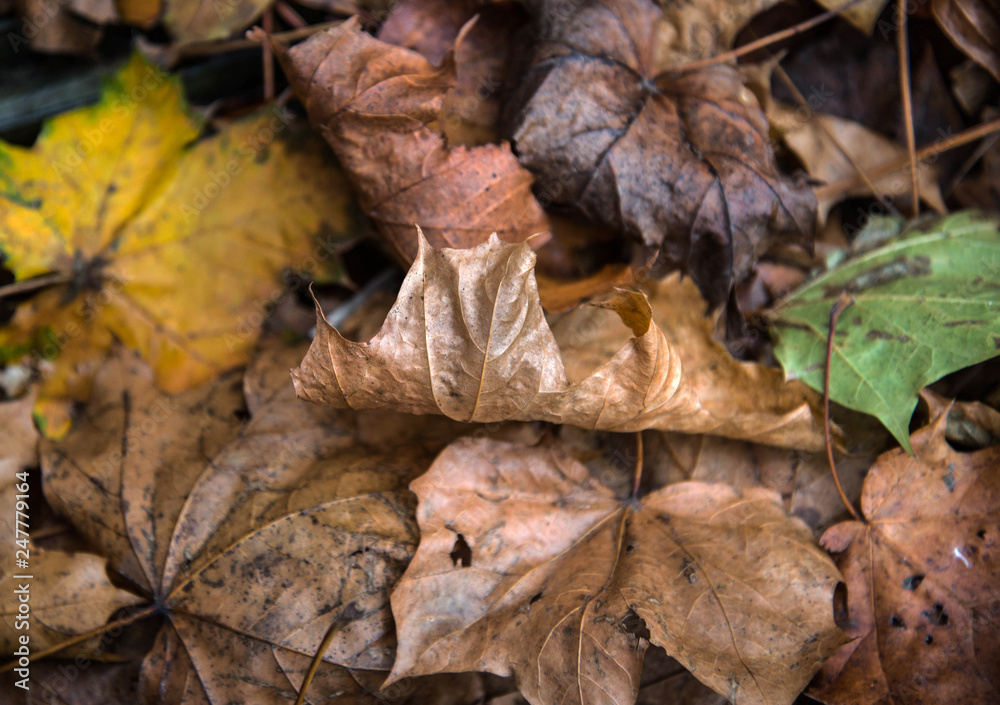 Autumn fall leaves lying settled on the ground Autumn fall leaves lying settled on the ground