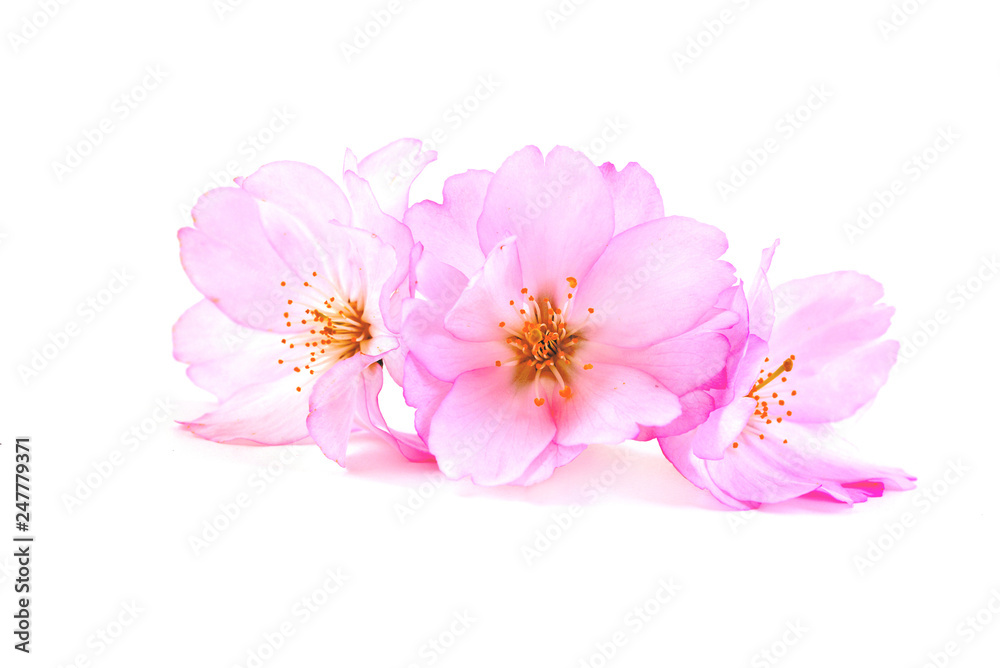 Cherry Blossoms, spring pink flowers. Branch of sakura with flowers and leaves on white background.