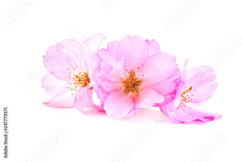 Cherry Blossoms, spring pink flowers. Branch of sakura with flowers and leaves on white background. © unverdorbenjr