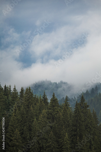 Cloudy grey rainy sky over old green coniferous wood at scenic highlands. Vertical color photography.