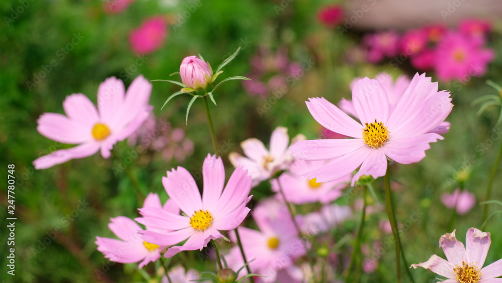 Colorful cosmos flower growing and blooming in the garden Colorful cosmos flower growing and blooming in the garden