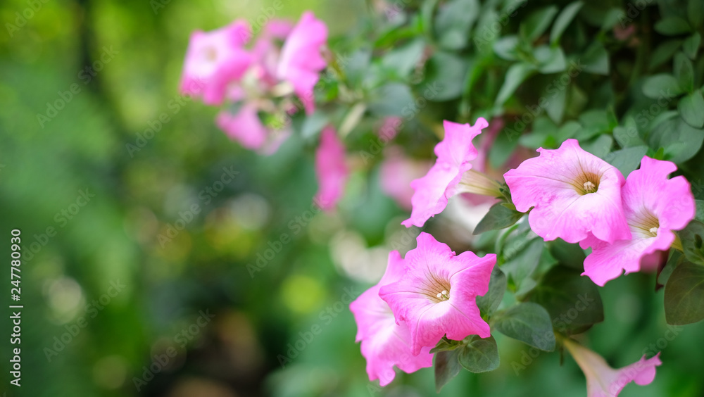 Colorful petunia grandiflora flower growing and blooming in the thailand garden