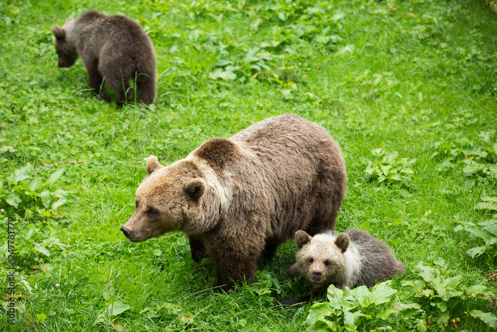 Female Brown Bear with Cubs Grazing in Green Nature Reserve in Summer