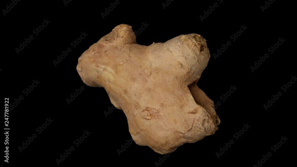 Realistic render of a rotating fresh ginger root on black background. The video is seamlessly looping, and the object is 3D scanned from a real ginger rhizome. Realistic render of a rotating fresh ginger root on black background. The video is seamlessly looping, and the object is 3D scanned from a real ginger rhizome.