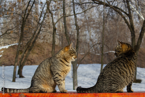 Fototapeta Naklejka Na Ścianę i Meble -  Portrait of a cat in winter