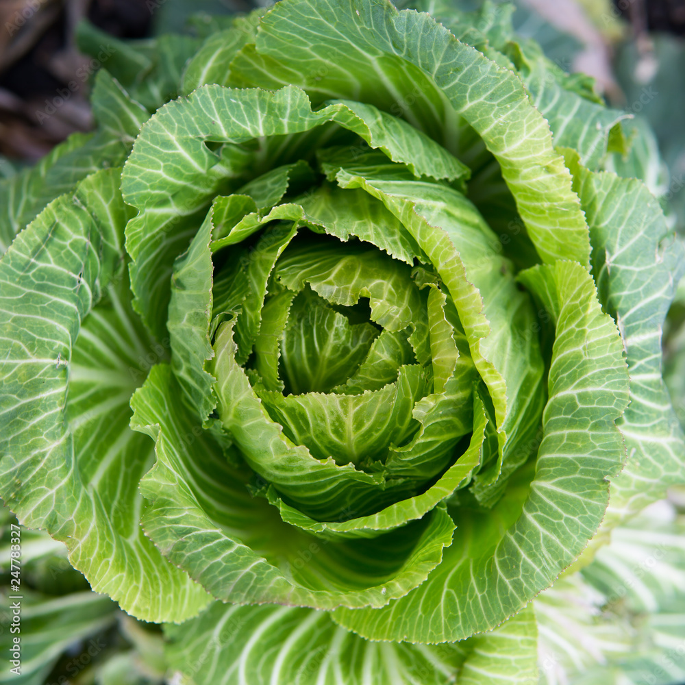 Obraz premium Growing cabbage.