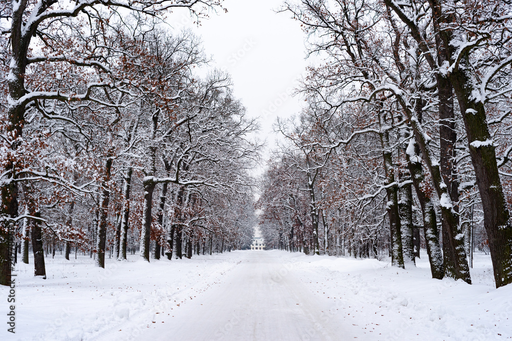 Road to house in winter forest. Trees in white snow, Christmas time. Sharp photo. Road to house in winter forest. Trees in white snow, Christmas time. Sharp photo.