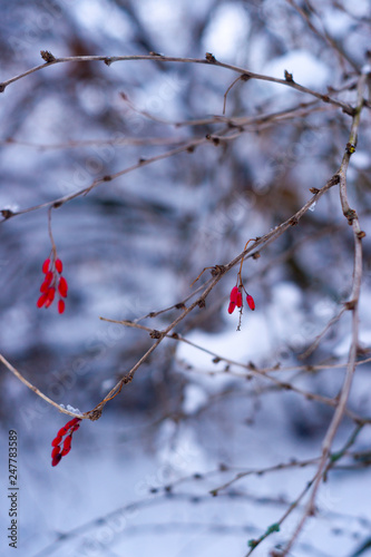 Red berries on a branch in white snow forest. Blurred background on photo.