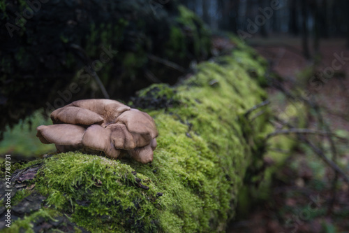 Mushroom on a wild tree covered with green moss photo