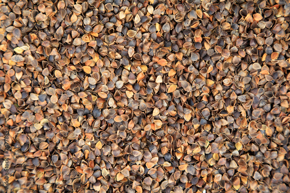 buckwheat buckwheat