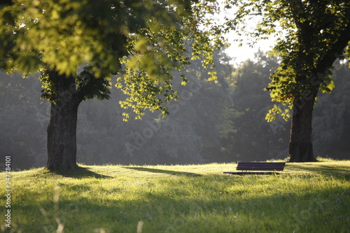 Ein Sitzbank aus Holz steht in einem Park auf einer grünen Wiese unter alten großen Bäumen in der Sonne