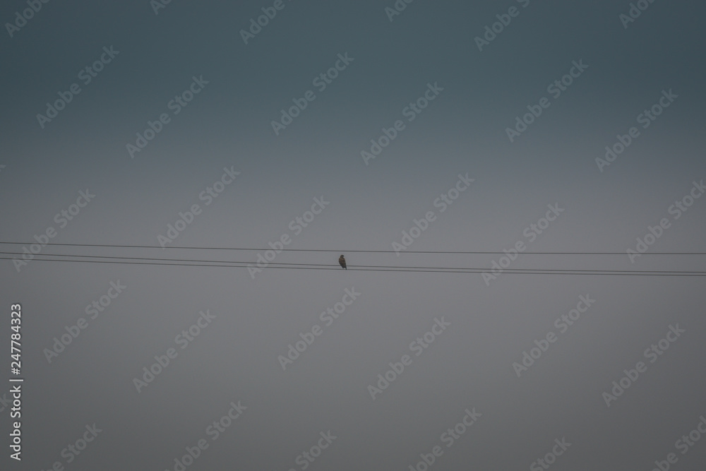Buzzer in the field during the day in the fog Buzzer in the field during the day in the fog