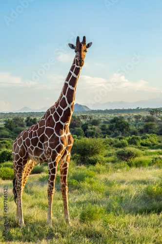 Giraffe crossing the trail in Samburu Park