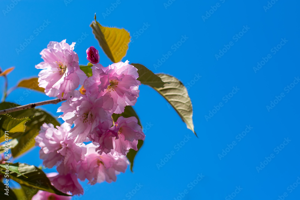 Φωτογραφία Beautiful cherry pink blossom in spring time against blue sky