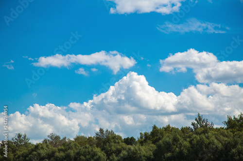 Sunny blue sky and white fluffy clouds over tops of green trees. Nature background. Horizontal color photography. © Andrii Oleksiienko