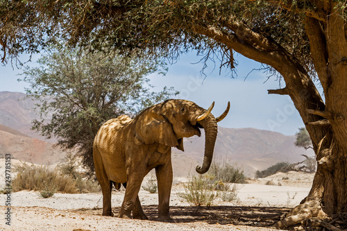 A big bull desert elephant in a desolate area near Purros and near the border of the Skeleton Coast National Park in Namibia