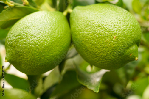 Two limes on a lime tree