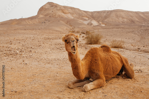 Camel in desert in Israel, Negev photo