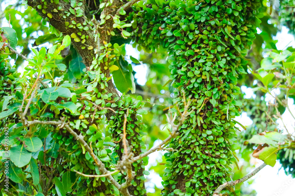 Fototapeta premium asclepiadaceae tree bark glides over the surface of wood, extends the territory