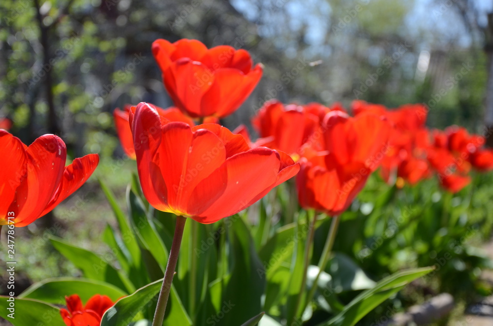 Red tulips in the garden.Happy bright and sunny day